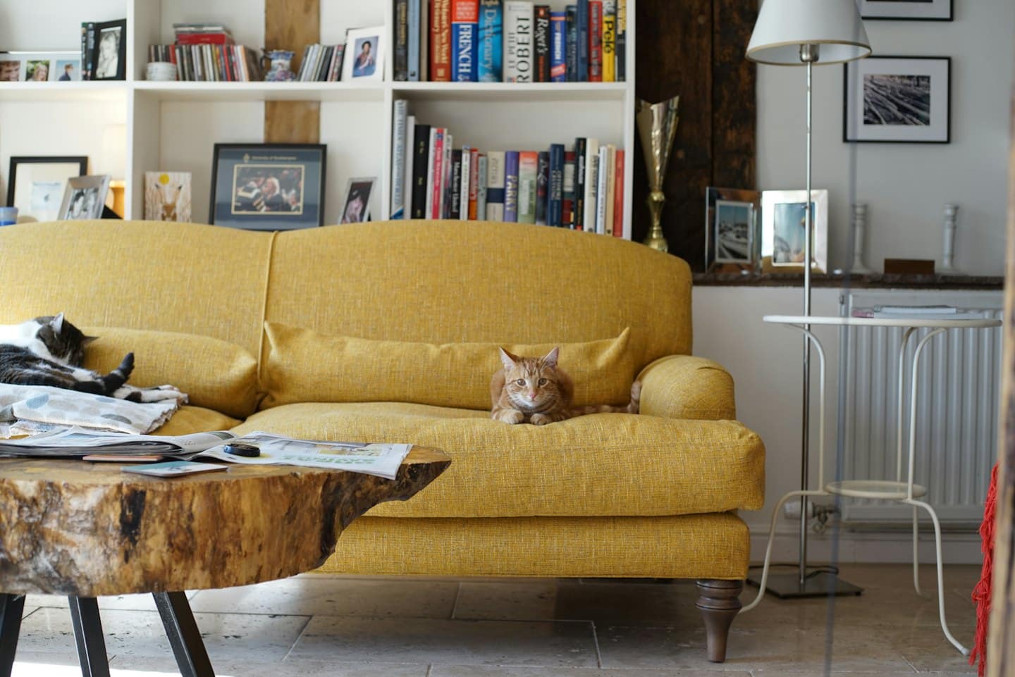 A ginger tabby and black cat resting on a sofa.