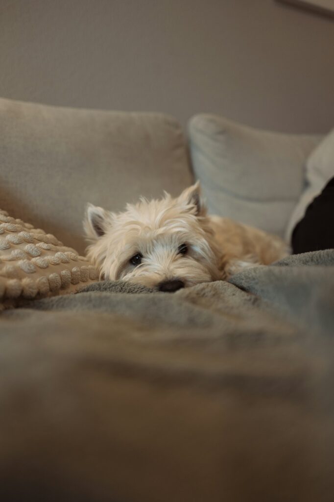 Waterproof Travel Pet Blanket